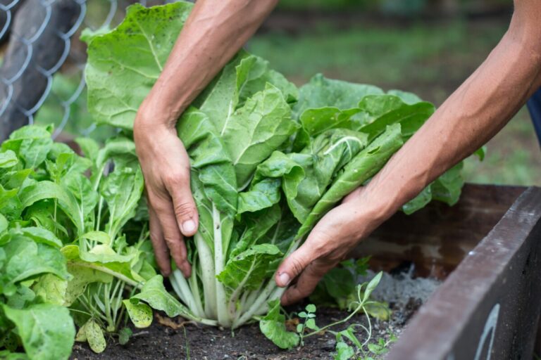 Aprende A Cultivar Y Cosechar Acelga En Casa Con Estos Tips Mujer