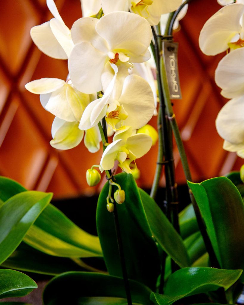 6 consejos para cuidar una orquídea en casa