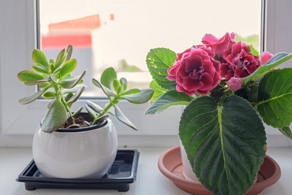 6 plantas de interior duraderas