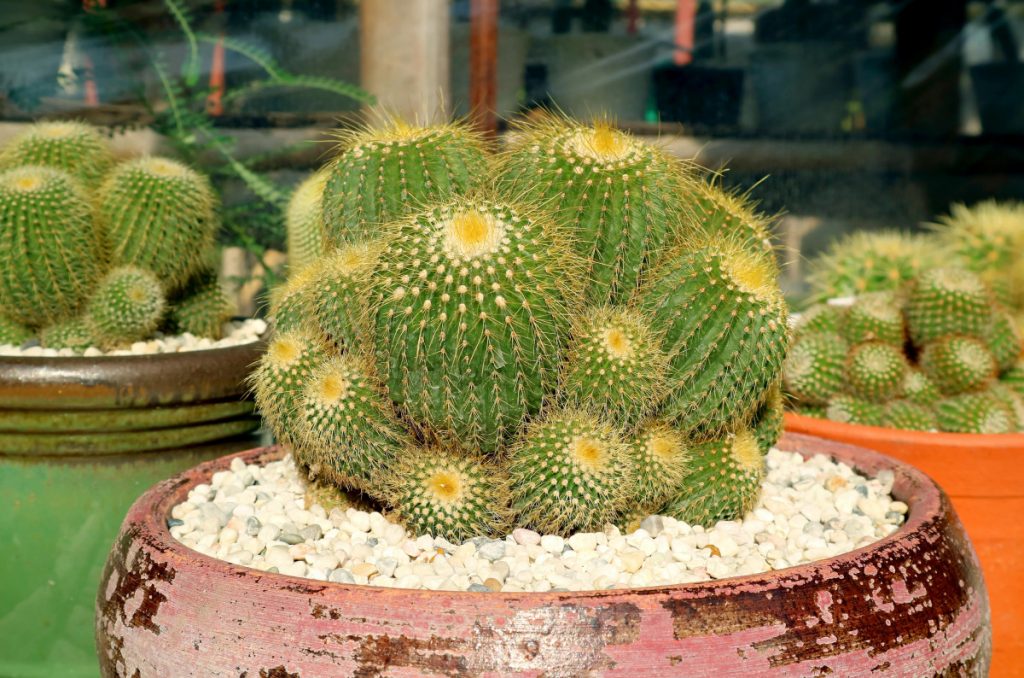 Cómo hacer la limpieza de tus cactus y suculentas sin dañarlos