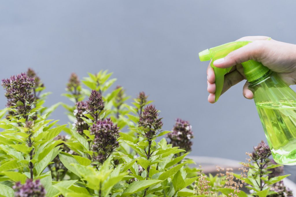Enjuague bucal para plantas: Ahuyenta los gatos, insecticida y fertilizante
