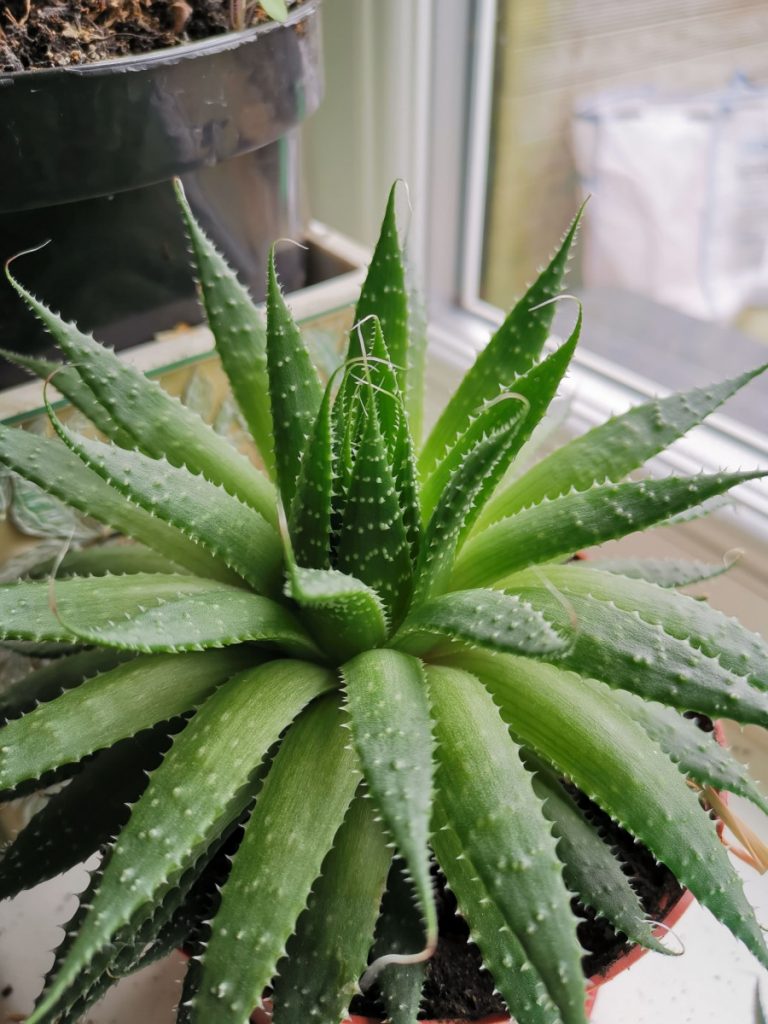 Cómo propagar plantas de aloe vera