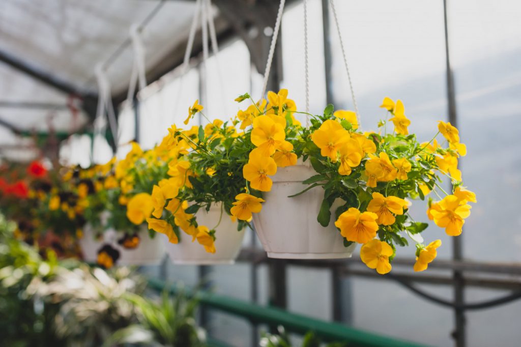 10 plantas con flores que prosperarán en tu balcón