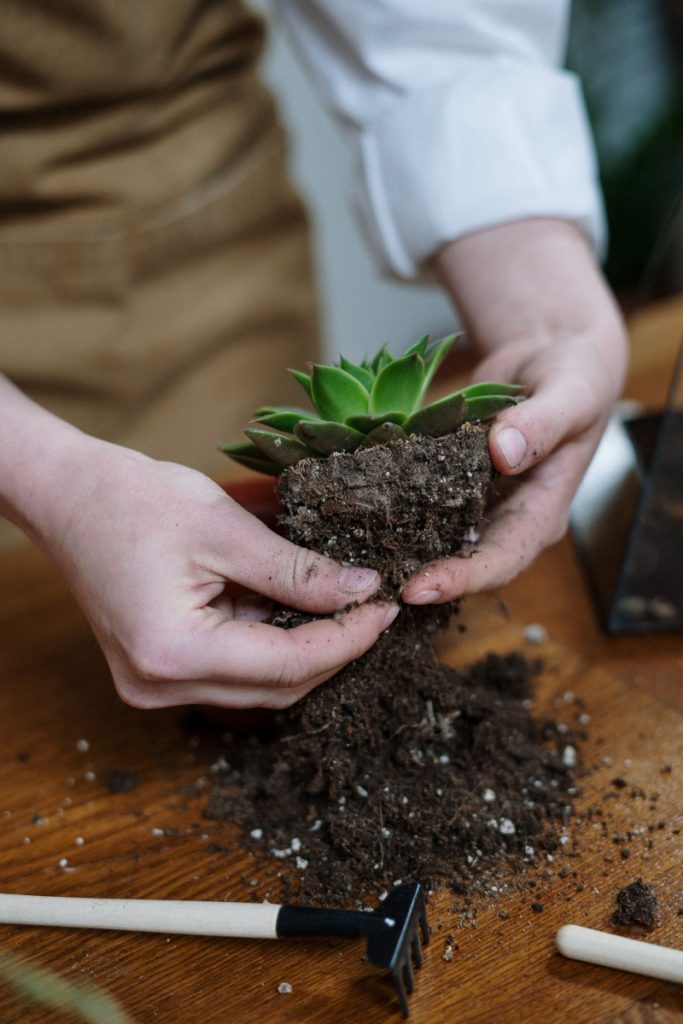 Aprende a trasplantar plantas sin matarlas