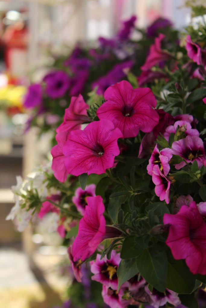 Petunias: cómo cuidarlas en casa