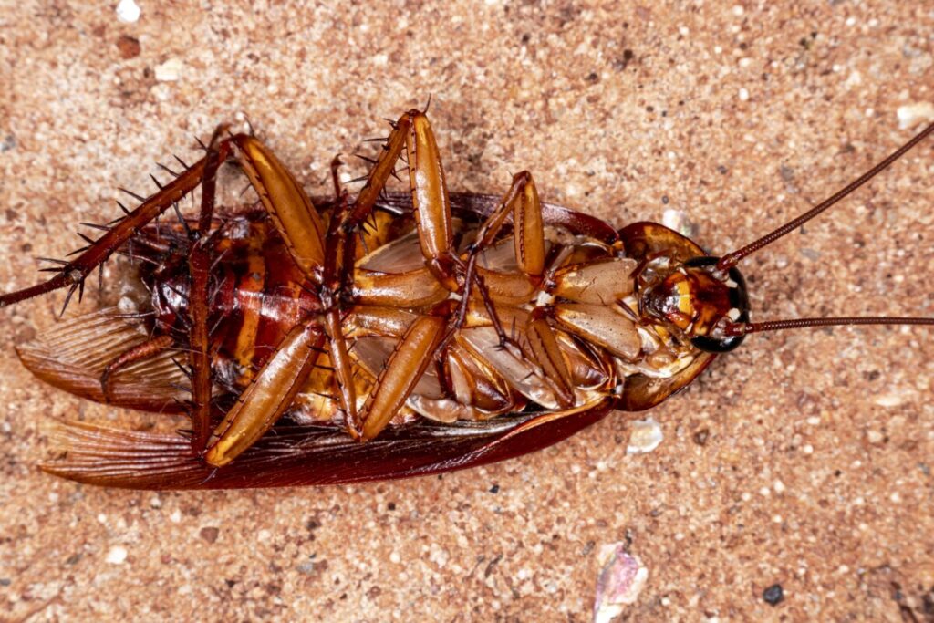 Truco casero para eliminar las cucarachas con azúcar y bicarbonato