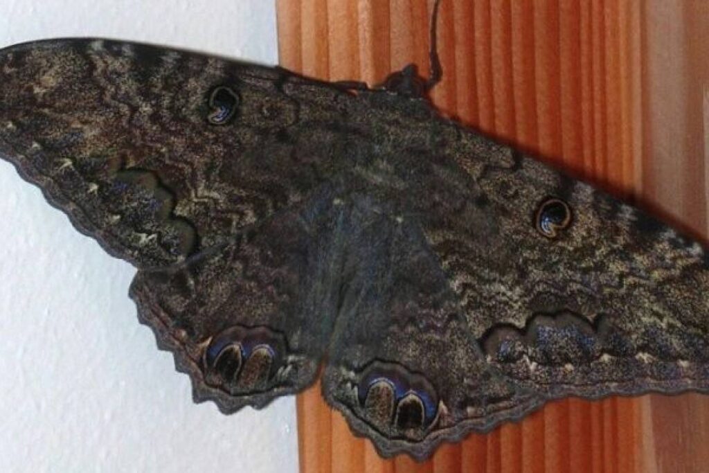 Apareció una mariposa negra en casa, ¡Mucho cuidado! esto es lo que significa