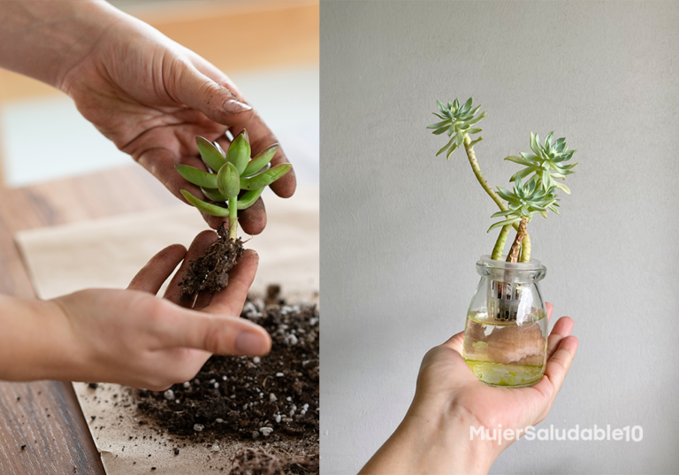 Cómo reproducir suculentas ¡Fácil y rápido!