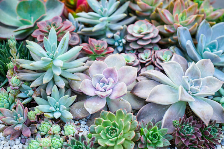 Guía para cultivar suculentas a través de semillas