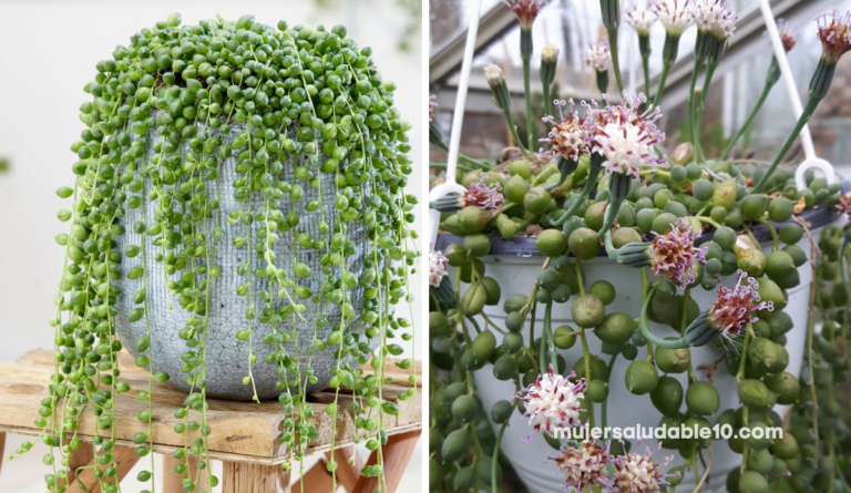 Haz florecer durante todo el año tu planta rosario con estos trucos